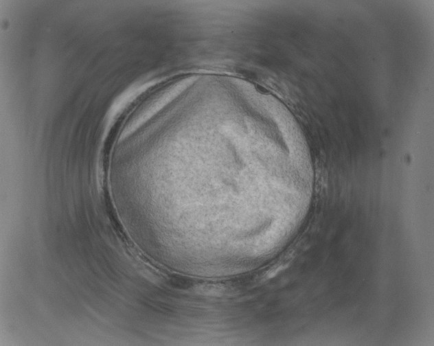 X0000081480294200702021904