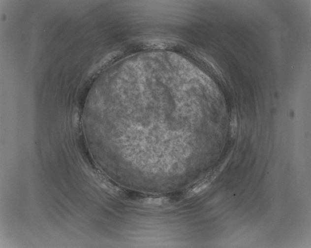X0000081480314200702021904