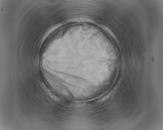 X0000081480831200702021855