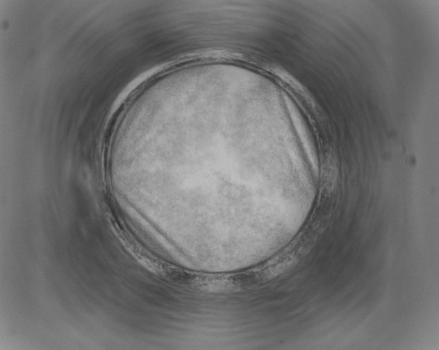 X0000081480886200702021855