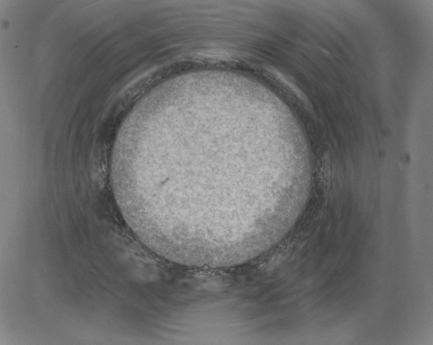 X0000081481015200702021852