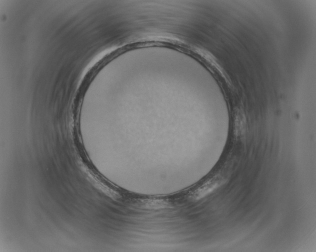 X0000081481024200702021852
