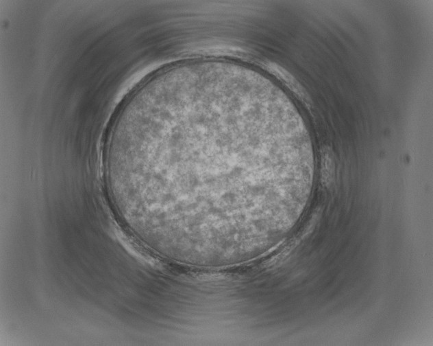 X0000081481031200702021852