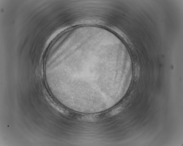 X0000081481078200702021852