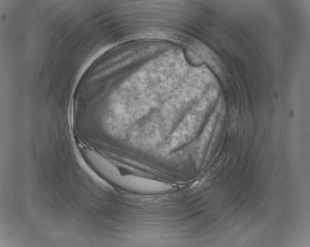 X0000081481084200702021852
