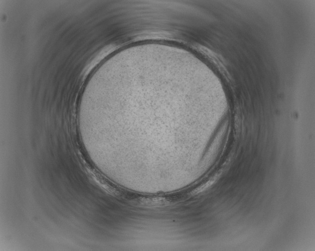 X0000081481129200702021851