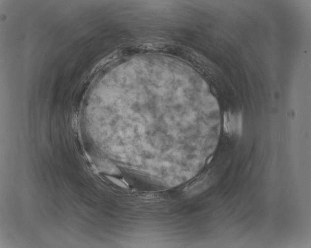 X0000081481155200702021851