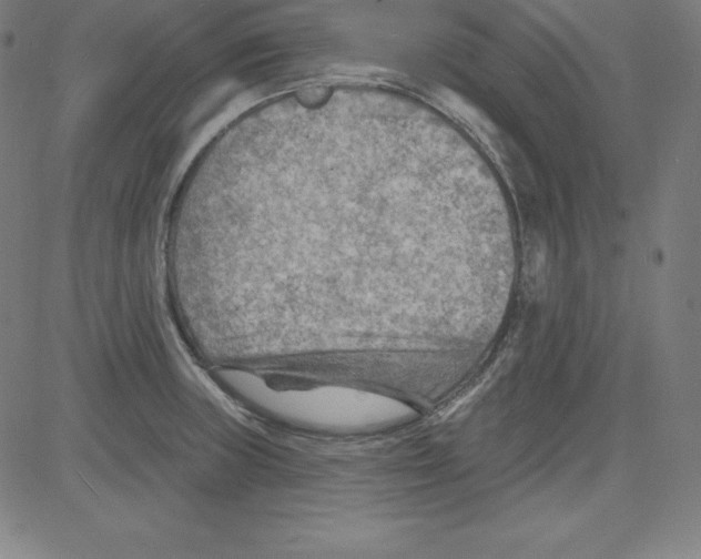 X0000081481235200702021850