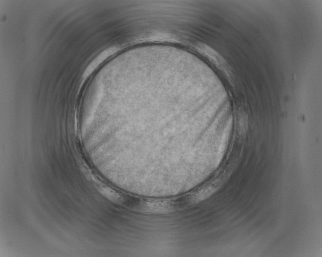 X0000081481274200702021849