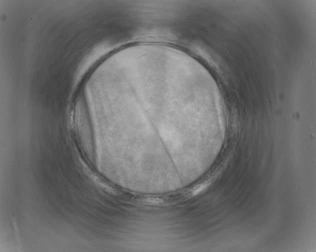 X0000081481462200702021846