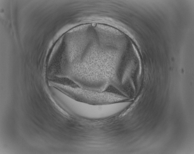 X0000081481525200702021845