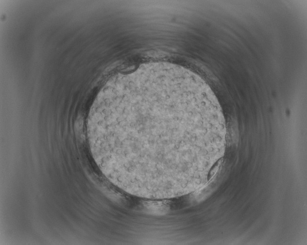 X0000081480187200702100014