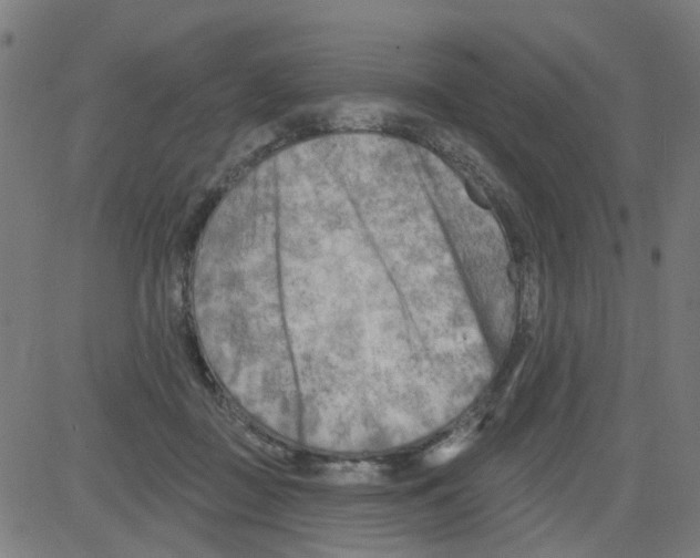 X0000081480363200702100011