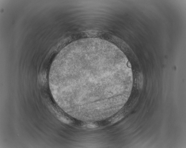X0000081480610200702100007