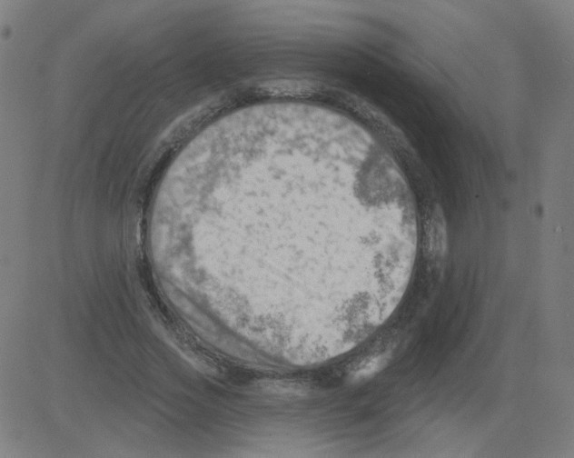 X0000081480733200702100004