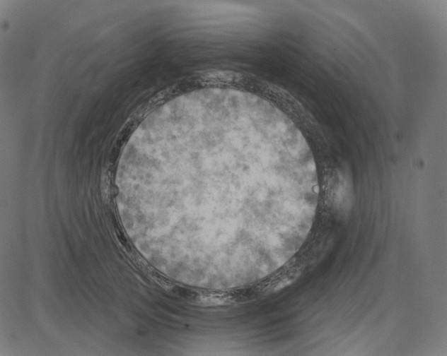 X0000081480753200702100005