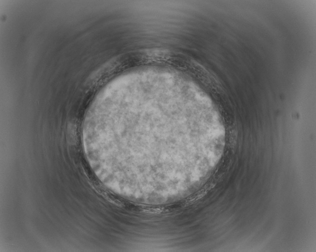 X0000081480757200702100005
