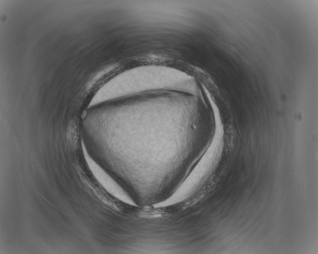 X0000081480762200702100005