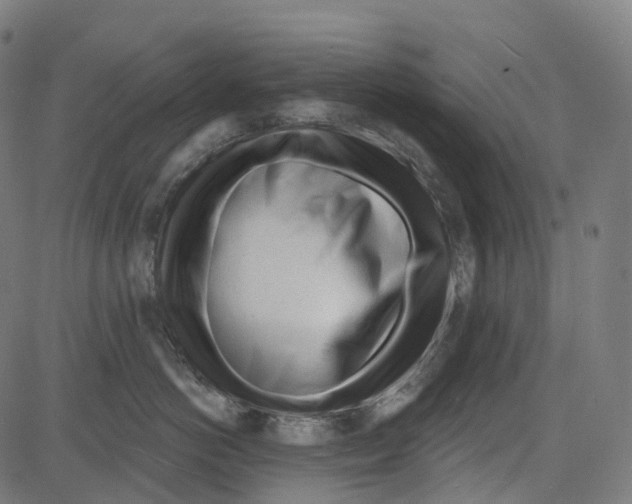X0000081480766200702100005
