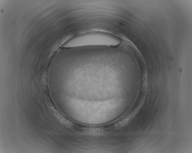 X0000081480785200702100004