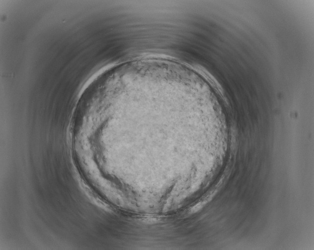 X0000081480814200702100003
