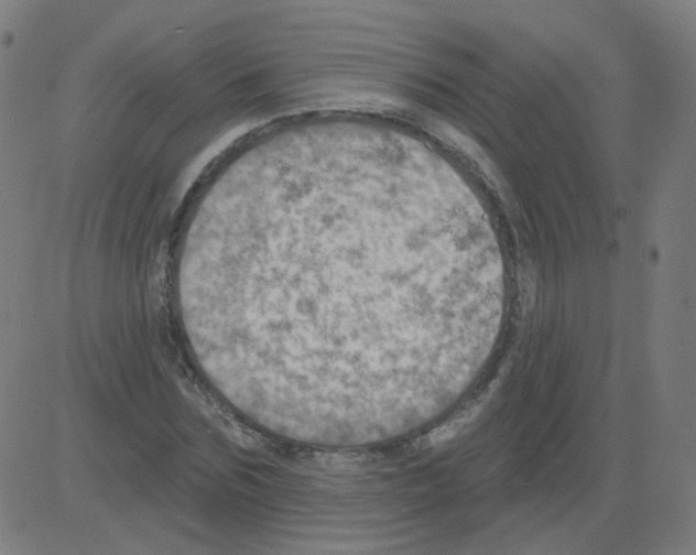 X0000081480875200702100002