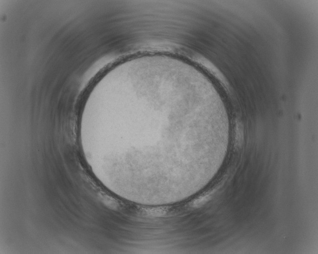 X0000081480878200702100002