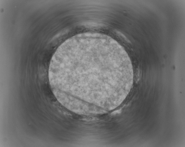 X0000081480917200702100001