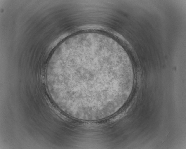 X0000081480929200702100001