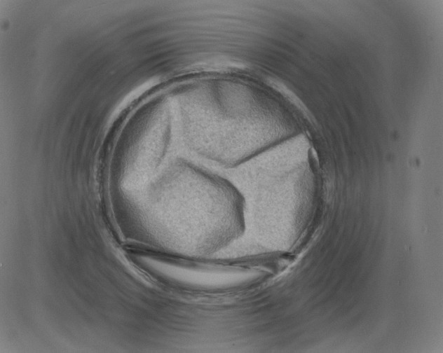 X0000081481026200702092359