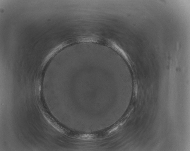 X0000081490059200701121520