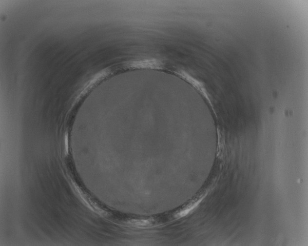 X0000081490061200701121520