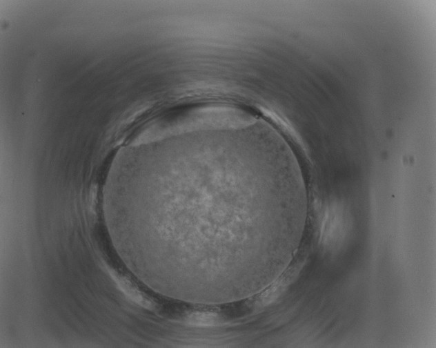 X0000081490066200701121520