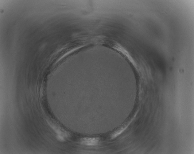 X0000081490161200701121519