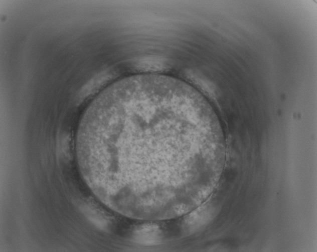 X0000081490162200701121519