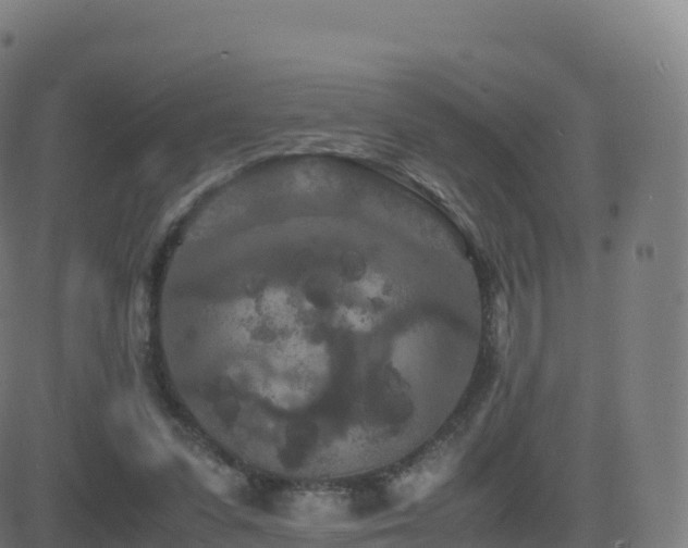 X0000081490303200701121517