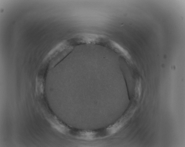 X0000081490313200701121517