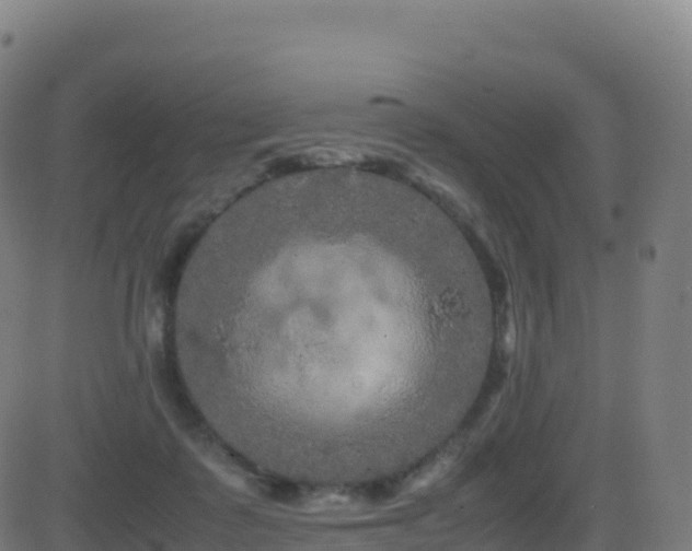 X0000081490315200701121517