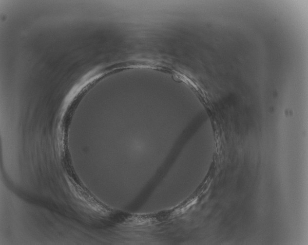 X0000081490343200701121515