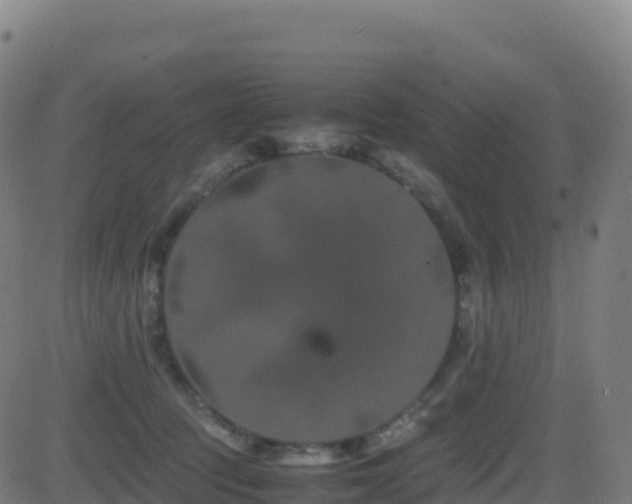 X0000081490369200701121516