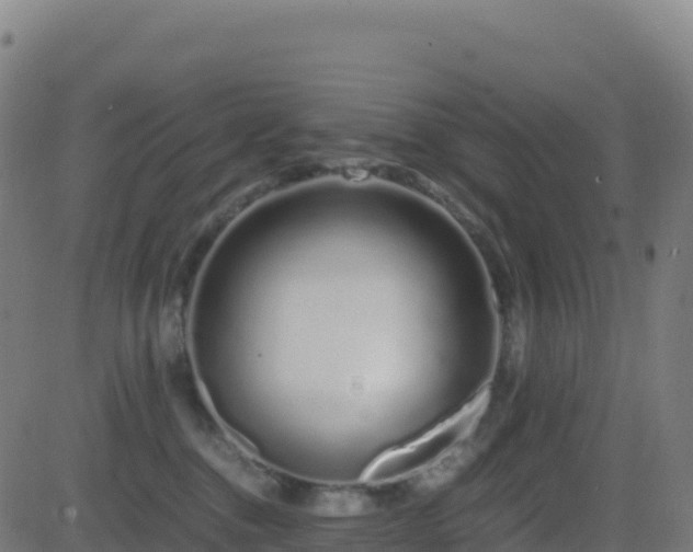 X0000081490376200701121516