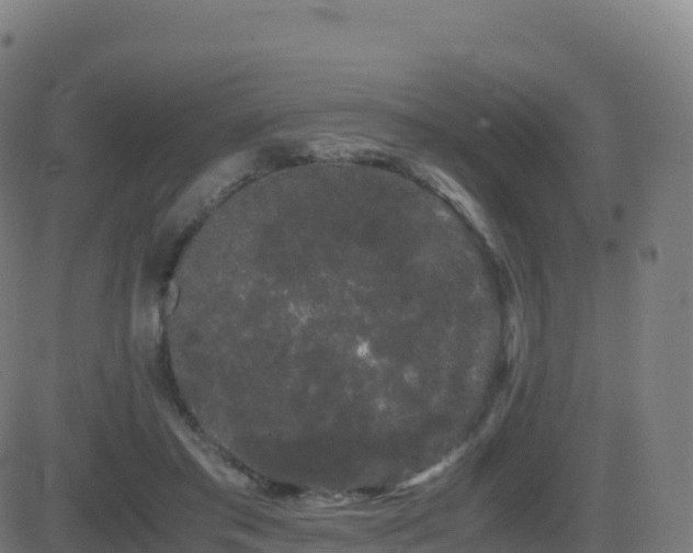 X0000081490405200701121515