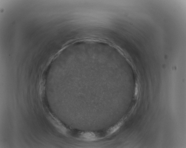 X0000081490409200701121515