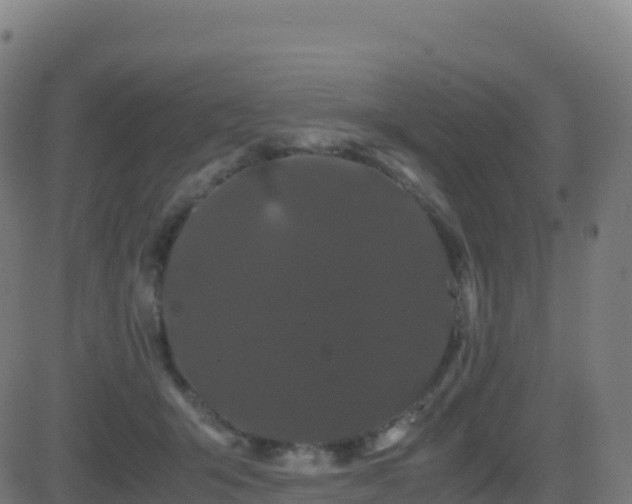 X0000081490415200701121515