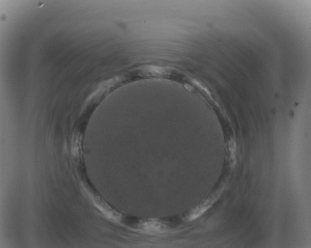 X0000081490423200701121515