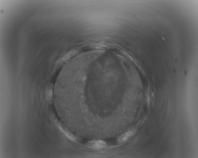 X0000081490427200701121515