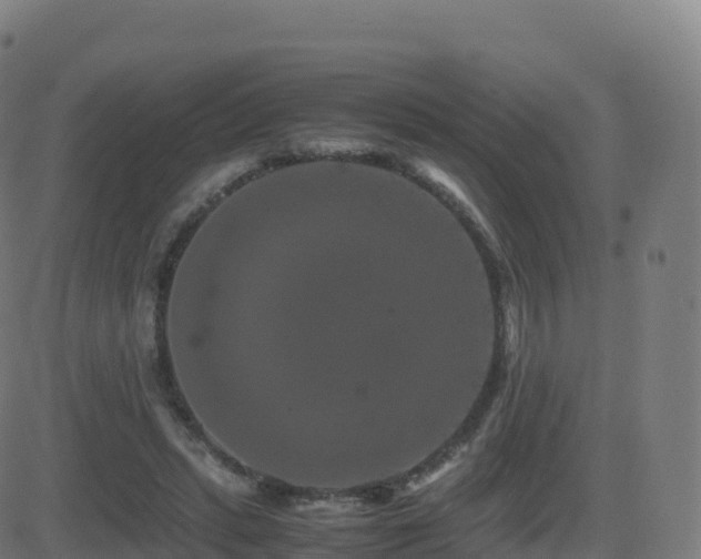 X0000081490447200701121514