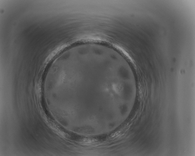 X0000081490487200701121514