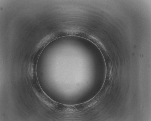 X0000081490494200701121514