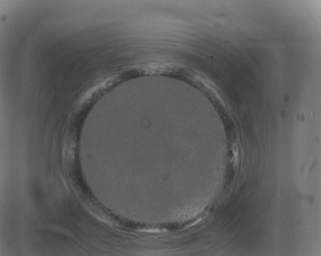 X0000081490499200701121513